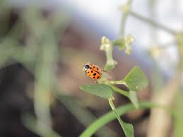 Attēlu rezultāti vaicājumam “Hippodamia tredecimpunctata”