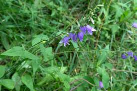 Image result for Campanula rapunculoides
