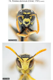 Attēlu rezultāti vaicājumam “Polistes”