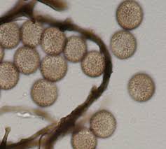 Attēlu rezultāti vaicājumam “Enerthenema papillatum”