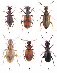 Attēlu rezultāti vaicājumam “Anthicidae”