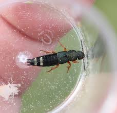 Attēlu rezultāti vaicājumam “Platydracus fulvipes”