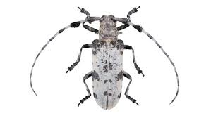 Attēlu rezultāti vaicājumam “Cerambycidae”