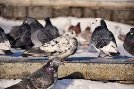 Attēlu rezultāti vaicājumam “Columba livia f. domestica adult”