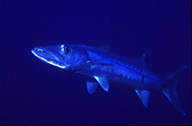 Image result for Sphyraena barracuda