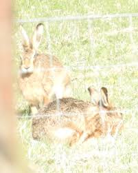 Attēlu rezultāti vaicājumam “Leporida”