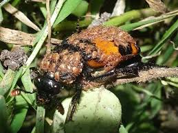 Attēlu rezultāti vaicājumam “Poecilochirus sp.”
