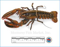 Image result for Homarus americanus