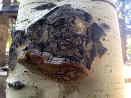 Attēlu rezultāti vaicājumam “Phellinus tremulae”