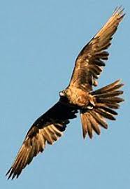 Image result for Falcons Black