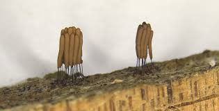 Attēlu rezultāti vaicājumam “Stemonitis axifera var. smithii young”