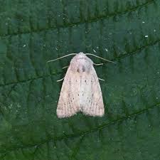 Attēlu rezultāti vaicājumam “Chortodes fluxa”