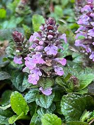 Image result for Ajuga reptans