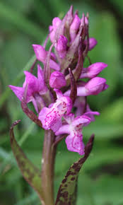 Attēlu rezultāti vaicājumam “Dactylorhiza cruenta flower”