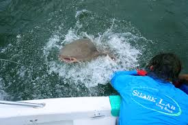 Image result for Ginglymostoma unami