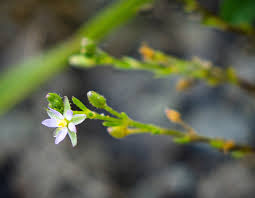 Attēlu rezultāti vaicājumam “Spergularia marina flower”