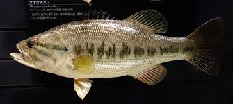 Image result for Micropterus salmoides
