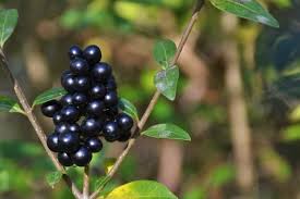 Attēlu rezultāti vaicājumam “Actaea spicata fruit”