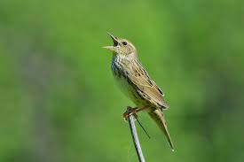 Image result for Locustella lanceolata