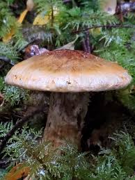 Attēlu rezultāti vaicājumam “Tricholoma sp.”