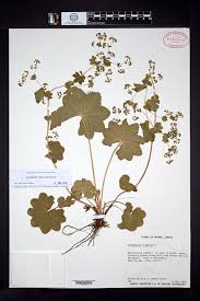 Attēlu rezultāti vaicājumam “Alchemilla subcrenata”