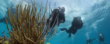 Image result for Splash Divers Sub Sub Aqua Club