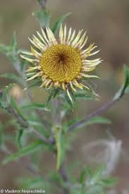 Attēlu rezultāti vaicājumam “Carlina biebersteinii leaf”