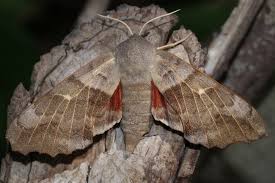 Attēlu rezultāti vaicājumam “Laothoe populi imago”