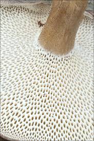 Attēlu rezultāti vaicājumam “Polyporus brumalis”