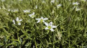 Attēlu rezultāti vaicājumam “Arenaria procera”