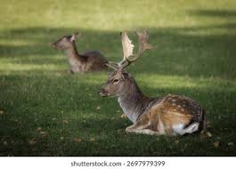 Attēlu rezultāti vaicājumam “Dama dama”