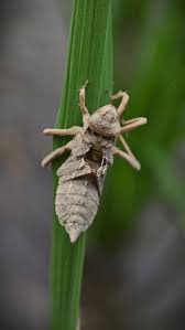 Attēlu rezultāti vaicājumam “Libellula quadrimaculata larva”