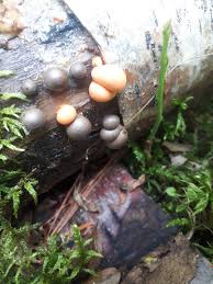 Attēlu rezultāti vaicājumam “Lycogala cf. fossiculatum macro”