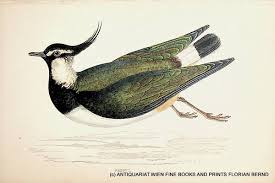 Attēlu rezultāti vaicājumam “Vanellus vanellus”