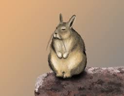 Image result for viscacha