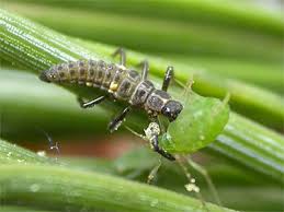 Attēlu rezultāti vaicājumam “Myzia oblongoguttata”