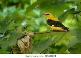 Attēlu rezultāti vaicājumam “Oriolus oriolus male”