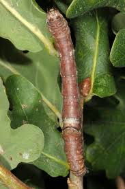 Attēlu rezultāti vaicājumam “Plagodis dolabraria”