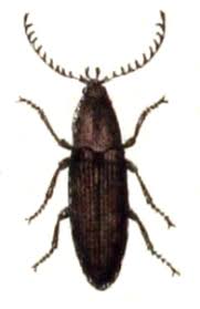 Attēlu rezultāti vaicājumam “Cidnopus aeruginosus”