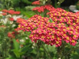 Attēlu rezultāti vaicājumam “Achillea millefolium flower”