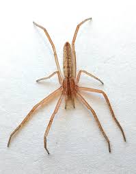 Attēlu rezultāti vaicājumam “Tibellus oblongus”