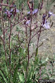 Attēlu rezultāti vaicājumam “Lactuca tatarica bud”