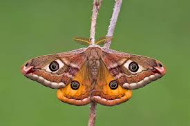 Attēlu rezultāti vaicājumam “Saturnia pavonia female”
