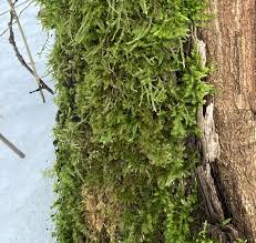 Attēlu rezultāti vaicājumam “Neckera pennata”