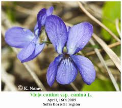 Attēlu rezultāti vaicājumam “Viola canina”