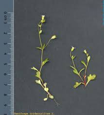 Attēlu rezultāti vaicājumam “Saxifraga tridactylites”