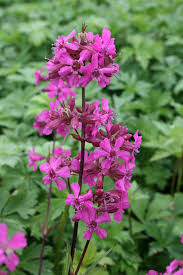 Image result for Pechnelke