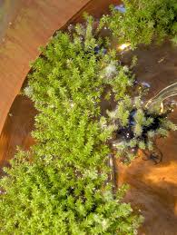 Attēlu rezultāti vaicājumam “Warnstorfia fluitans”