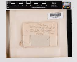 Attēlu rezultāti vaicājumam “Cephaloziella hampeana”