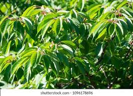 Attēlu rezultāti vaicājumam “Cerasus leaf”